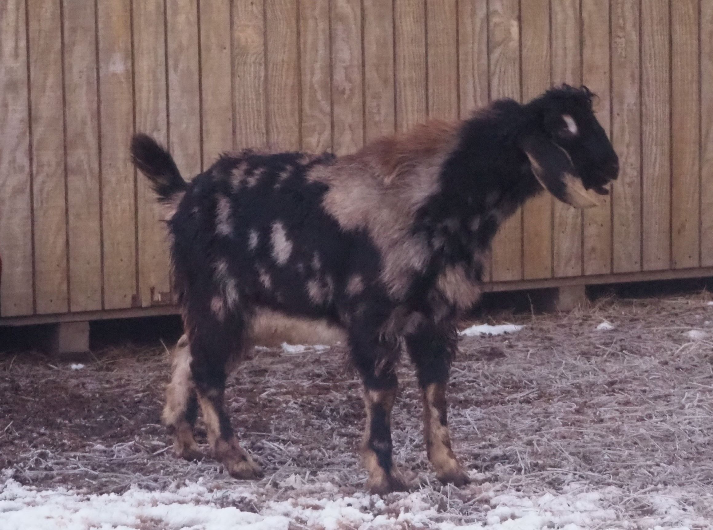 Space Ranger Nubian goat