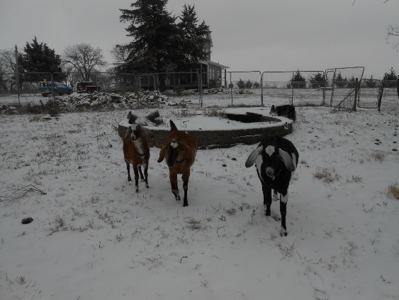 Goats in the snow.