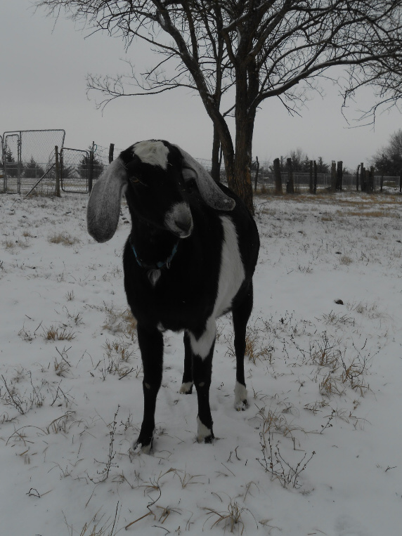 Fancy-goat posing in the snow.