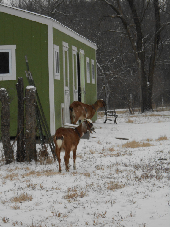 Reason heads back to the barn