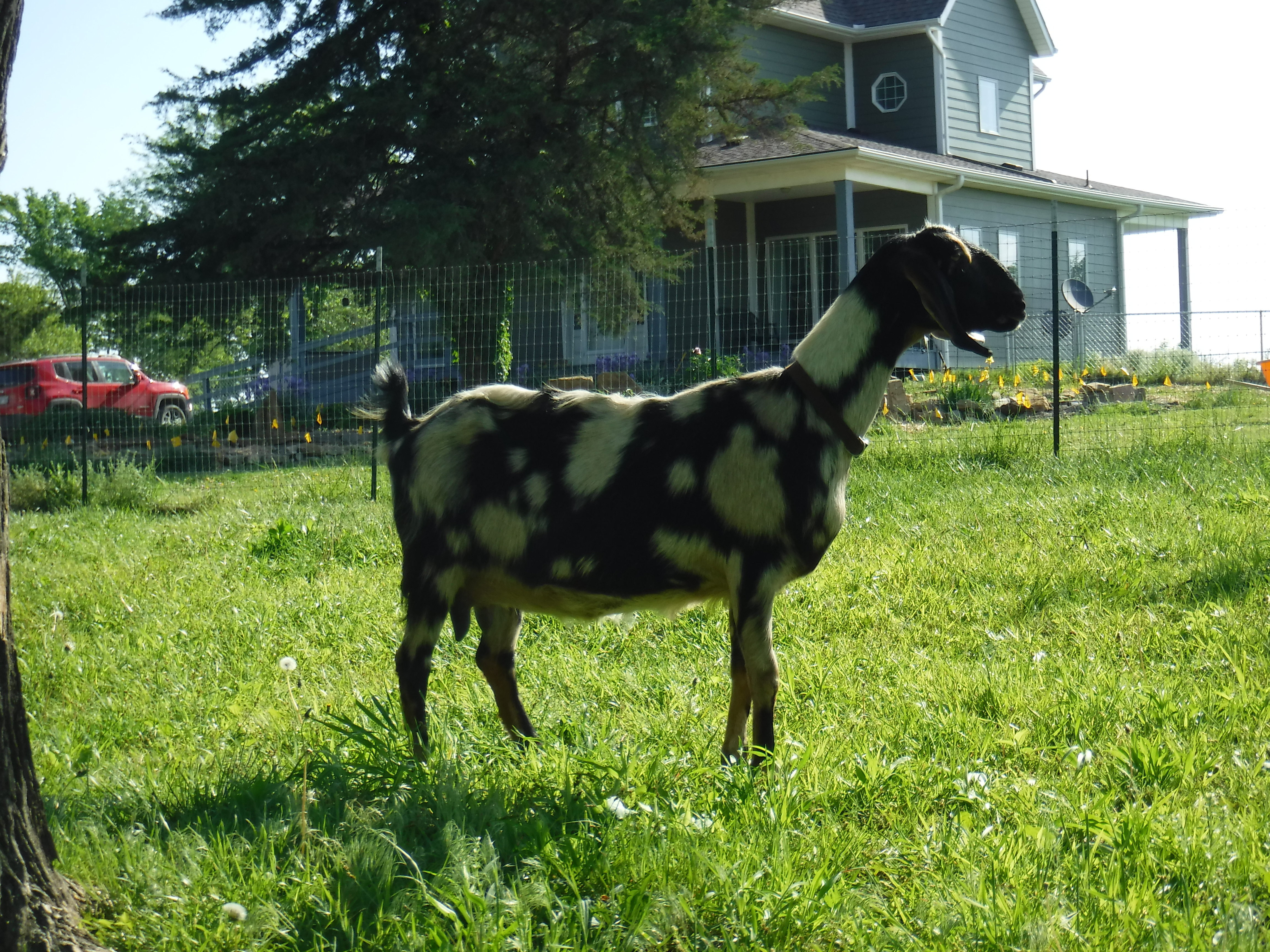Buttercup Acres Parian