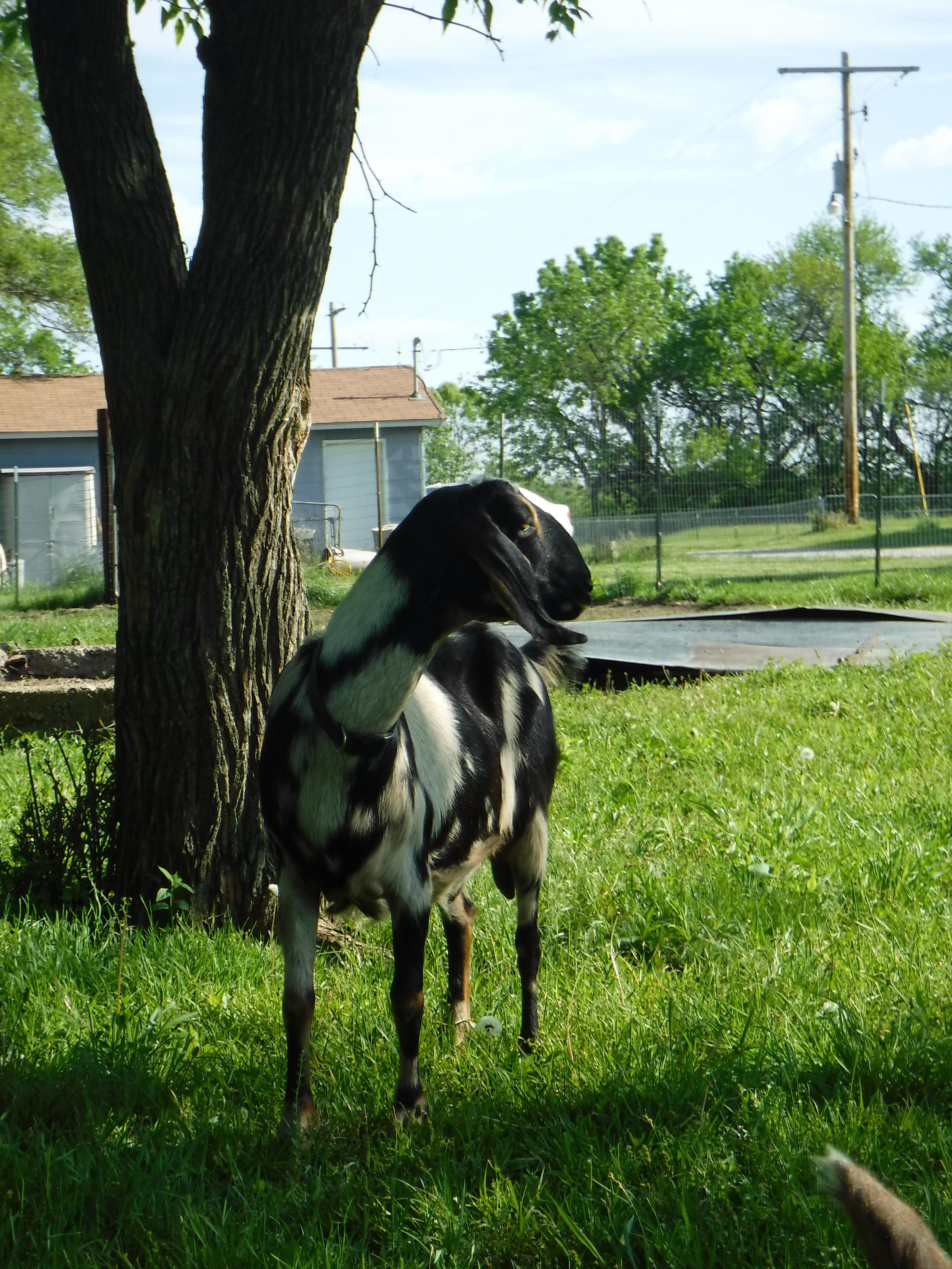 Spotted Nubian goat standing under tree