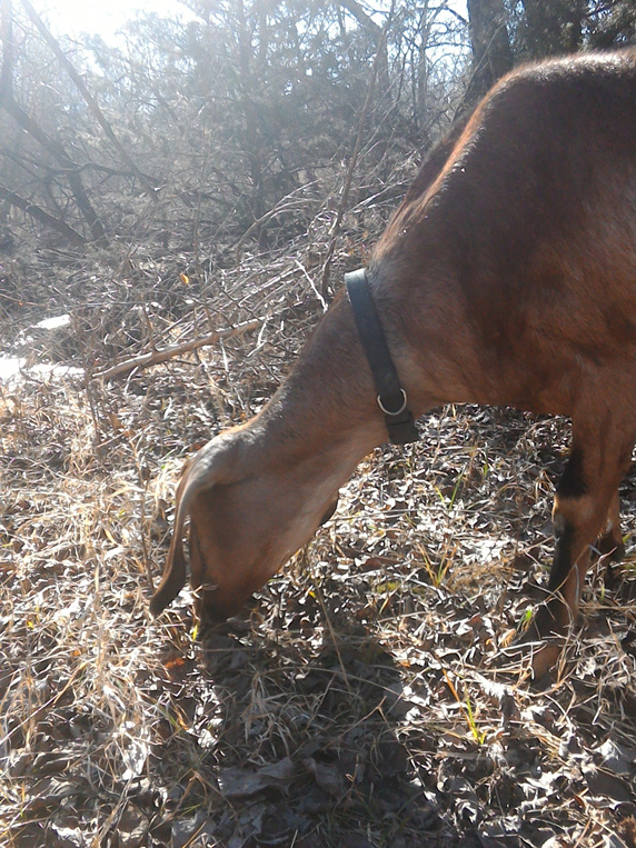 Nubian goat standing on a stump